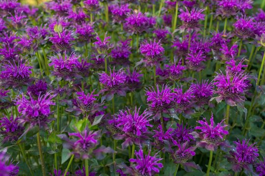 Vibrant field of purple monarda flowers in full bloom on a sunny day