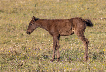 Cute Wild Horse Foal in summer in the Pryor Mountains Montana