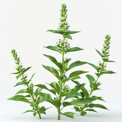 bush plant isolated on a white background