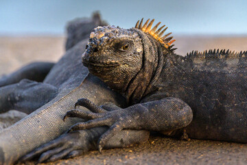 Retrato de iguana marina - Puerto Ayora - Islas Galápagos - Ecuador
