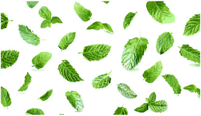 Delicious fresh mint leaves flying, fresh mint leaves background, natural mint leaves isolated, aromatic herbs for cooking