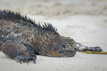 Retrato cercano de iguana marina sobre playa de arena blanca - Tortuga Bay - Isla Santa Cruz - Islas Galápagos - Ecuador