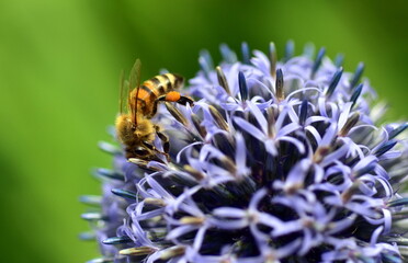 Biene auf einer Kugeldistel