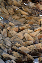 Texture and details of brown palm tree trunk in jungle setting for abstract background with copy space