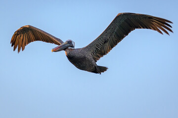 Pelícano volando - Puerto Ayora - Isla Santa Cruz - Islas Galápagos - Ecuador 