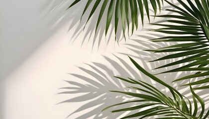 Obraz premium Palm leaves and shadow on a light background