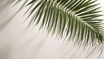 Fototapeta premium Palm leaves and shadow on a light background