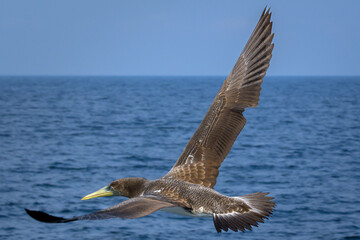 Piquero - Pájaro bobo - volando -Isla Bartolomé - Islas Galápagos - Ecuador 