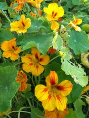 yellow flowers in the garden