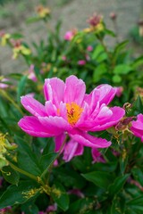 Vertical close-up of a vibrant pink peony flower in full bloom with green leaves in the background.