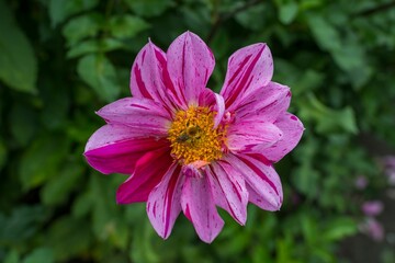 Obraz premium Close-up of a vibrant pink dahlia flower with a bee in the center