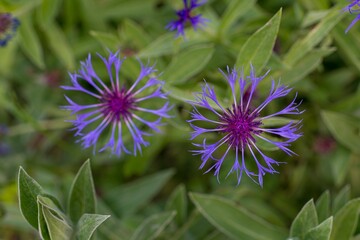 Close-up of vibrant purple flowers with green foliage in the background