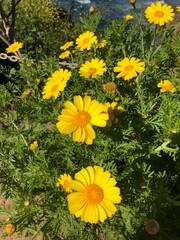 yellow flowers in the garden