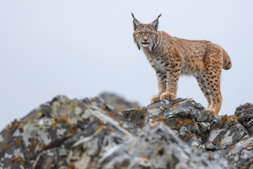 Obraz premium Lynx standing on a rocky outcrop, alert and watchful