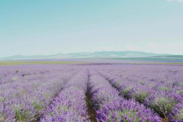 Breathtaking purple lavender fields stretch as far as the eye can see, set against a brilliant blue sky. A serene and peaceful landscape that evokes feelings of calm and tranquility.