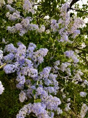 purple and white lilac flowers