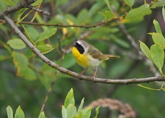 Male Common Yellowthroat singing on a branch