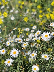 daisies in the field