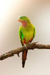 Beautiful and colorful Princess parrot 