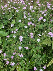 flowers in the garden