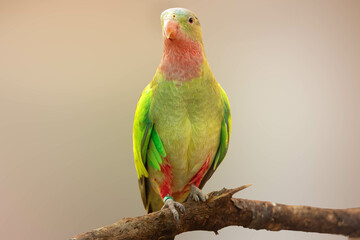 Beautiful and colorful Princess parrot 