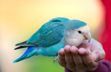 Beautiful and colorful Princess parrot 