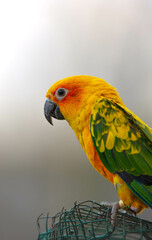 red and yellow sun parakeet