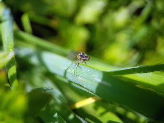 Damselfly dragonfly on leaf