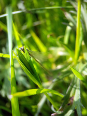 Damselfly dragonfly on leaf