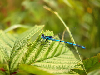 Damselfly dragonfly on leaf
