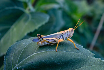 Grasshopper on leaf in wild