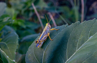 Grasshopper on leaf detail