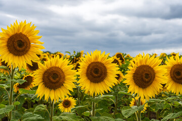 Fototapeta premium vibrant field of blooming sunflowers under a cloudy sky