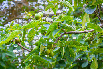 Ripening walnuts on a walnut tree (Juglans regia) with beautiful green leaves