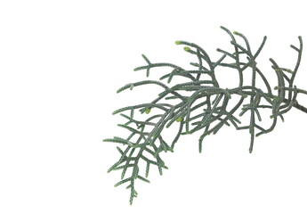 Fototapeta premium Fir tree branch isolated on white, clipping path 