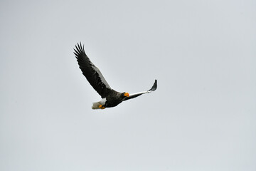 american bald eagle