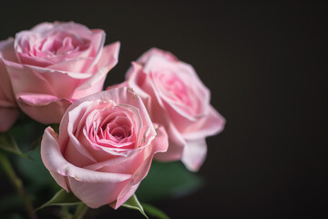 Professional Photography of Pink Roses with Dark Background