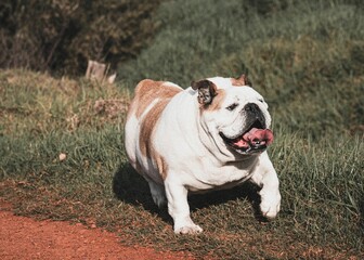 Obraz premium Happy bulldog on a dirt path with green grass in the background on a sunny day