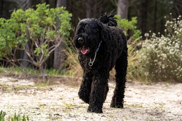 Large black Russian terrier with curly fur walking in a forested area with greenery and sand