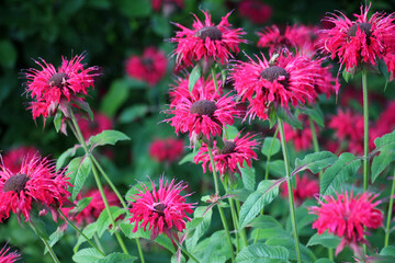 In the garden red flowers in bloom monarda