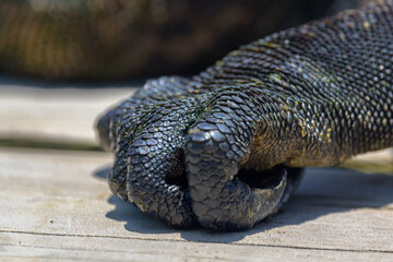 Iguana Marina - Concha de perla - Isla Isabela - Islas Galápagos - Ecuador