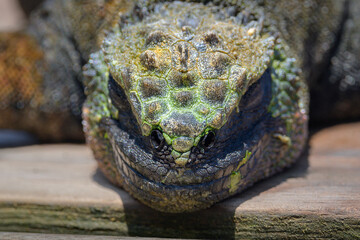 Iguana Marina - Concha de perla - Isla Isabela - Islas Galápagos - Ecuador