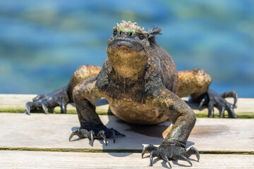 Iguana Marina - Concha de perla - Isla Isabela - Islas Galápagos - Ecuador