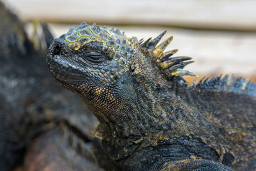 Iguana Marina - Concha de perla - Isla Isabela - Islas Galápagos - Ecuador