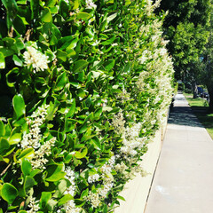 Urban Green Hedge and Sidewalk Pathway