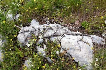 Flowers in the Prokletije mountains in Montenegro