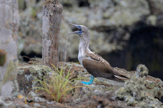 Piquero de patas azules - P&aacute;jaro bobo de patas azules - Sula nebouxii - Isla Isabela - Islas Gal&aacute;pagos - Ecuador