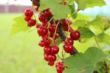 Organic Red Currant Berry Bunch. Autumn Harvest Nature Close Up.