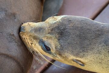 Lobo marino bebé alimentándose - Isla Isabela - Islas Galápagos - Ecuador