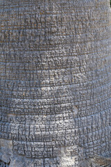 Fototapeta premium Cracked wood texture background. Closeup palm bark